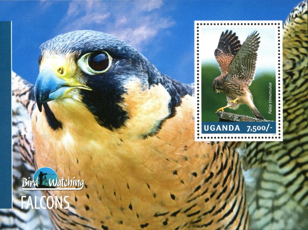 Falcons