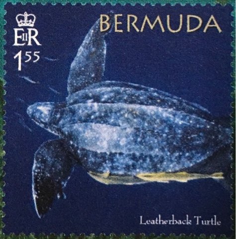 50th Anniversary of the Bermuda Turtle Project