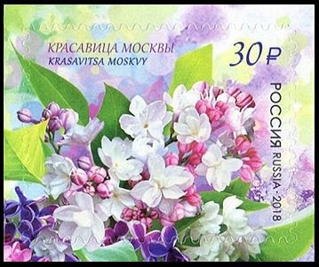 Stamp, Krasavitsa Moskvy (Moscow Beauty), Russia,  , Flowers, Plants (Flora)