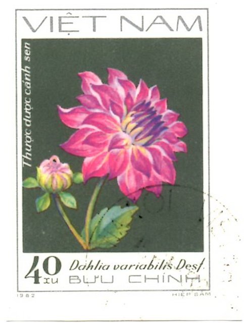 Rosa Lotus-Dahlia