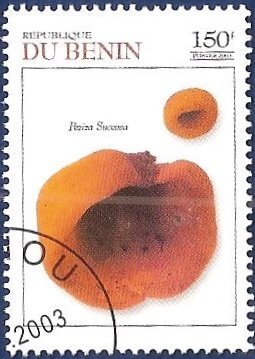 Peziza Succosa