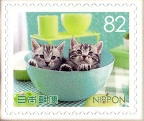 Two baby cats