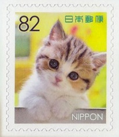 Domestic cat