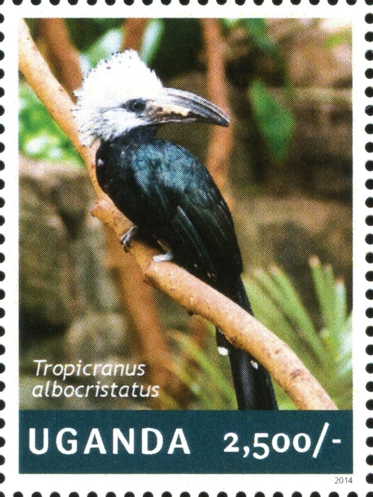 White-crested Hornbill (Tropicranus albocristatus)
