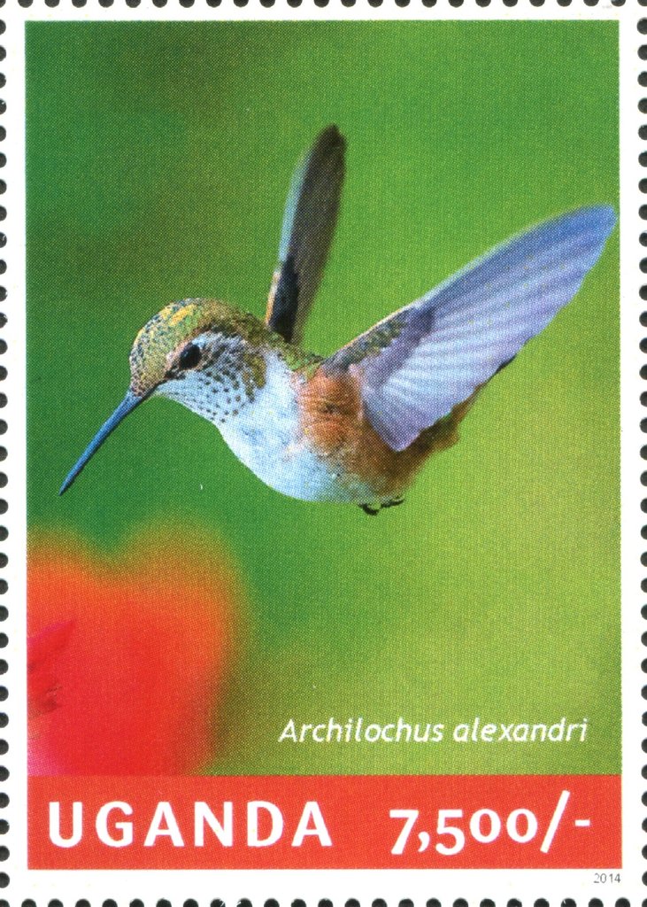 Black-chinned Hummingbird (Archilochus alexandri)