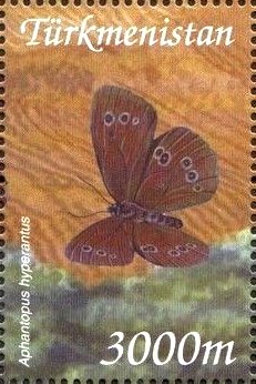 Aphantopus hyperantus