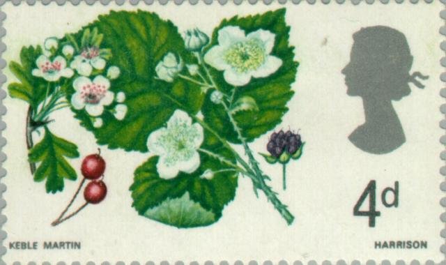 Rubus fruticosa Crataegus monogyna