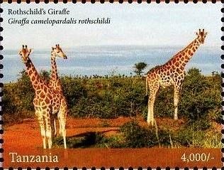 Giraffes