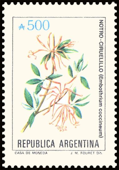 Notro-Ciruelillo (Embothrium coccineum)