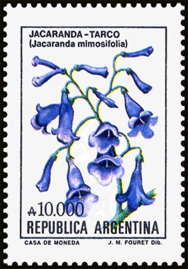 Jacarandá (Jacaranda mimosi-folia)
