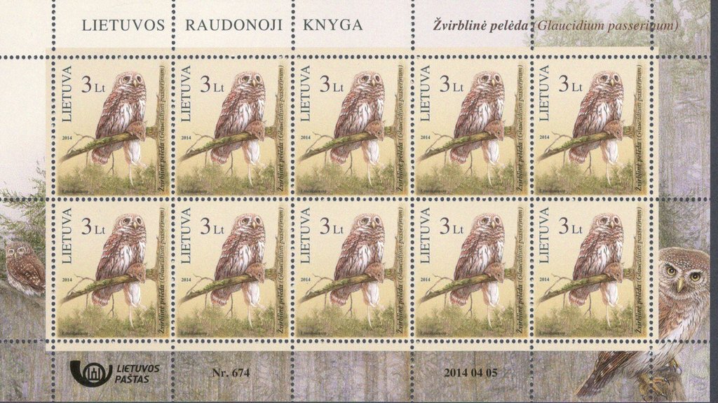 Eurasian Pygmy Owl (Glaudicium passerinum)