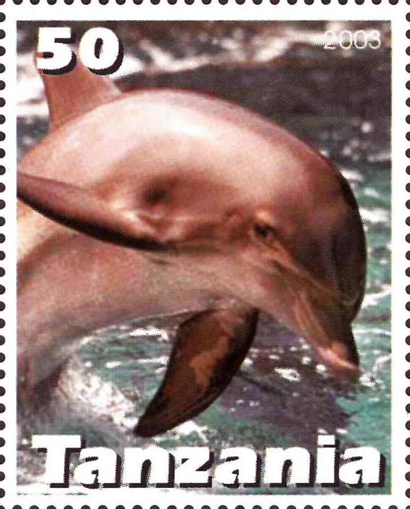 Dolphin