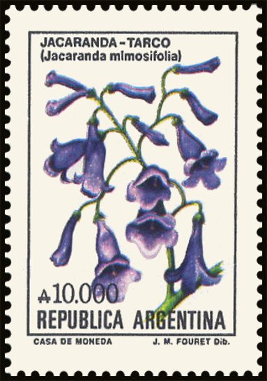 Jacarandá (Jacaranda mimosi-folia)