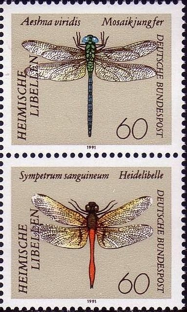 Dragonflies