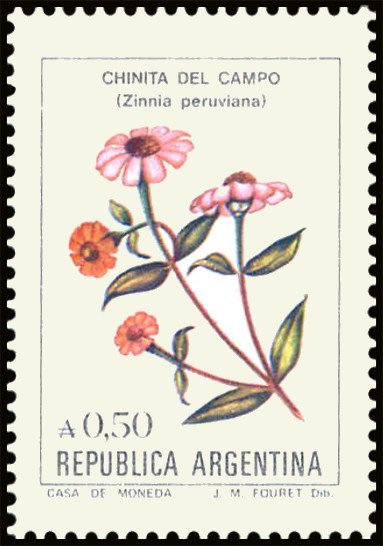 Chinita del campo (Zinnia peruviana)
