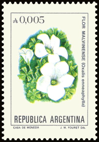 Flor Malvinense (Oxalis ennea phylla)