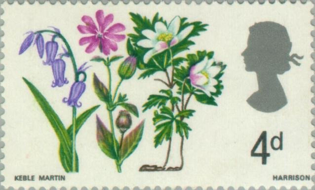 Anemone nemorosa Hyacinthoides non-scripta Silende dioica