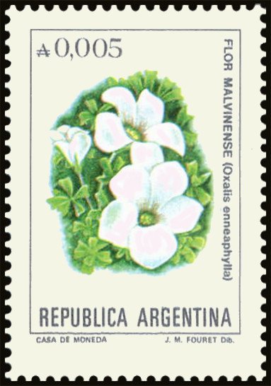 Flor Malvinense (Oxalis ennea phylla)