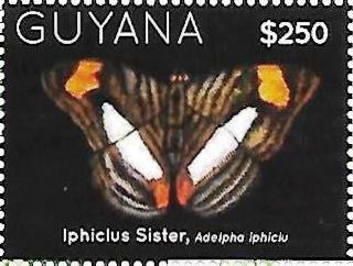 Adelpha iphiclu