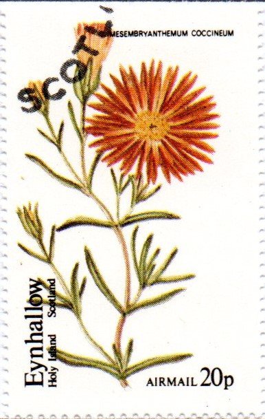 Mesembryanthemum coccineum
