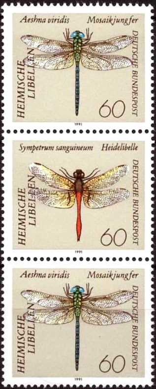 Dragonflies