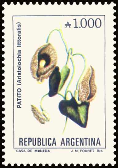Patito (Aristolochia littoralis)