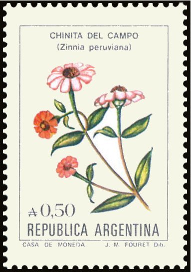 Chinita del campo (Zinnia peruviana)
