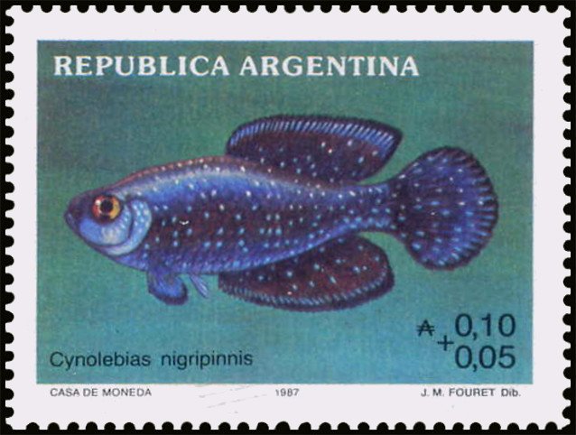 Cynolebias nigripinnis
