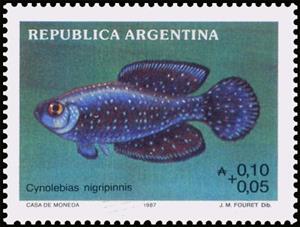 Stamp, Cynolebias nigripinnis, Argentina,  , Animals (Fauna), Fishes