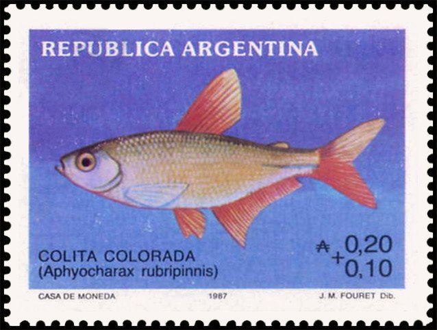 Colita Colorada (Aphyocharax rubripinnis)