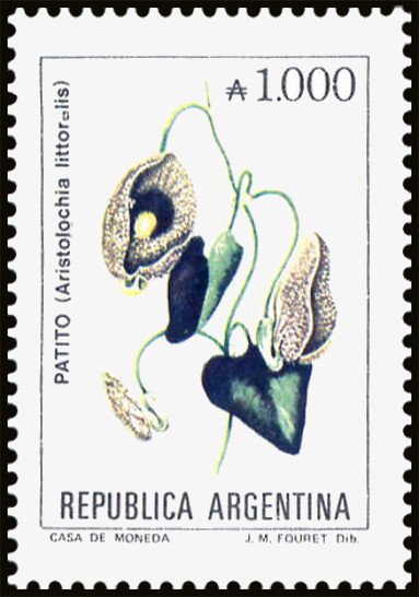 Patito (Aristolochia littoralis)