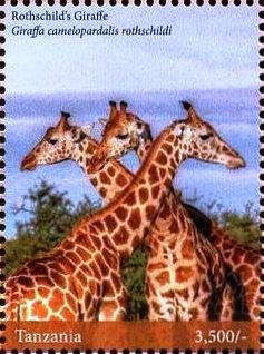 Giraffes