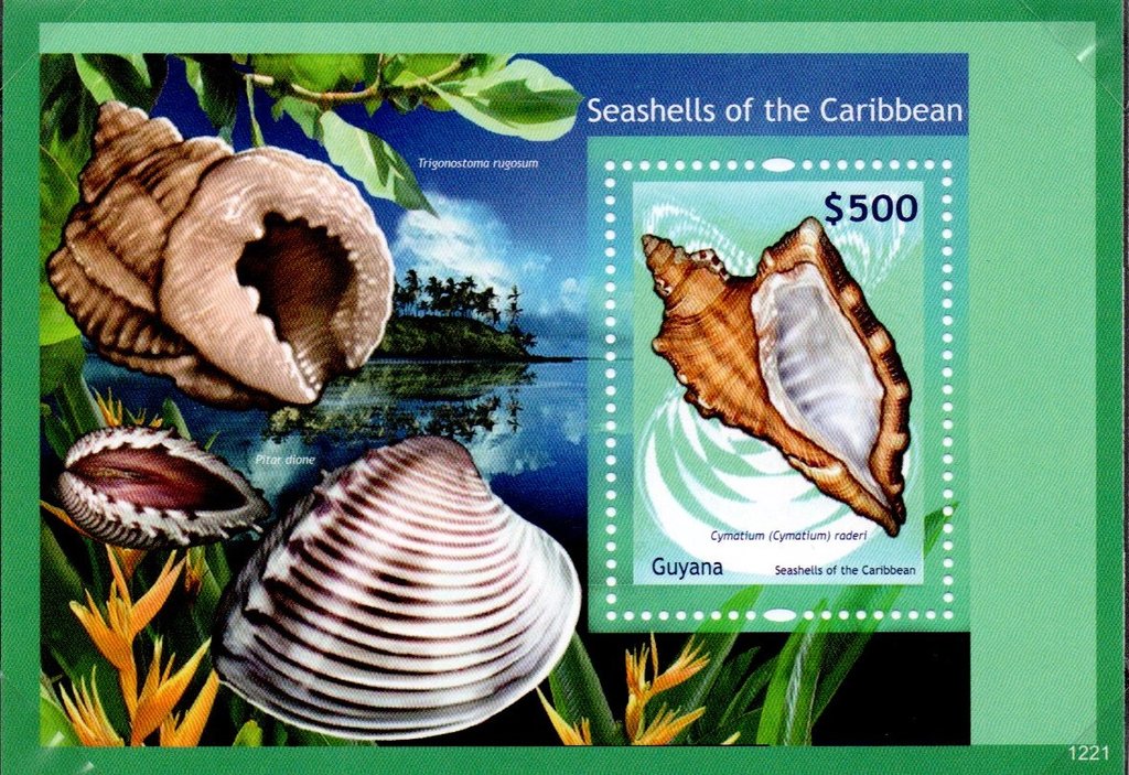 Cymatium raderi