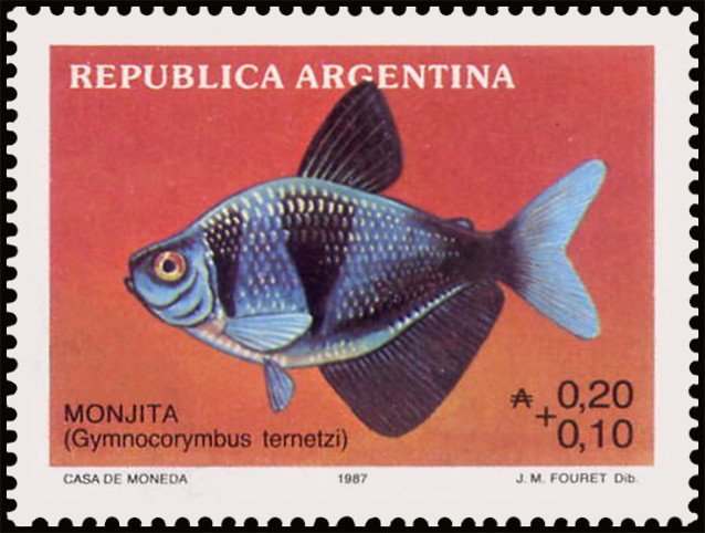 Monjita (Gymnocorymbus ternetzi)