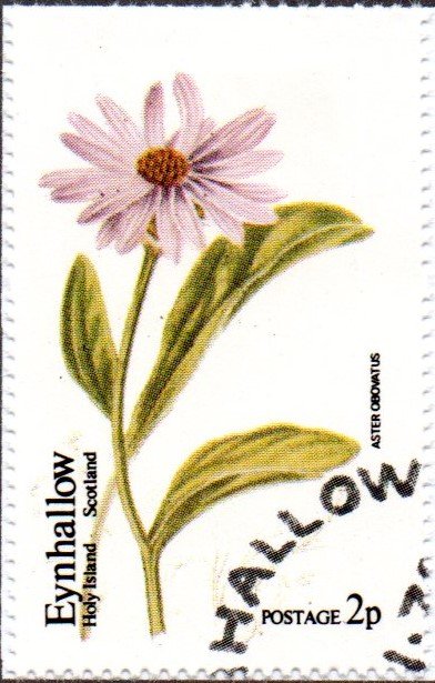Aster Obovatus