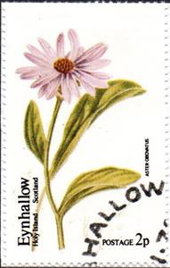 Stamp, Aster Obovatus, Cinderellas,  , Flowers
