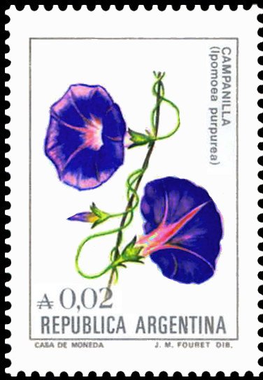 Campanilla (Ipomea purpurea)