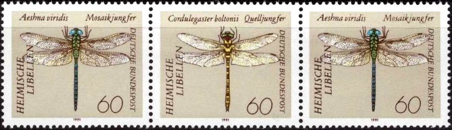 Dragonflies