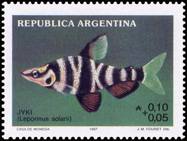 Jyki (Leporinus solari)