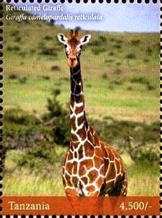 Giraffes