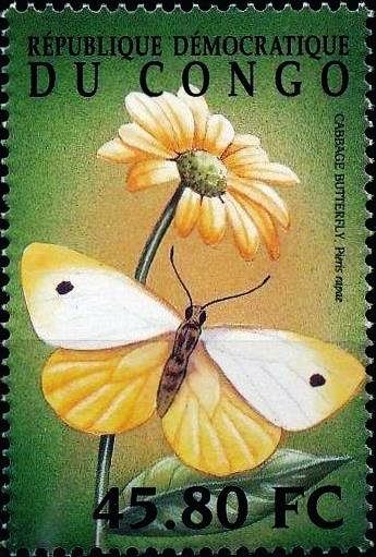 Pieris rapae