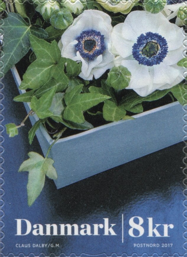 Winterflowers
