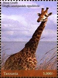 Giraffes