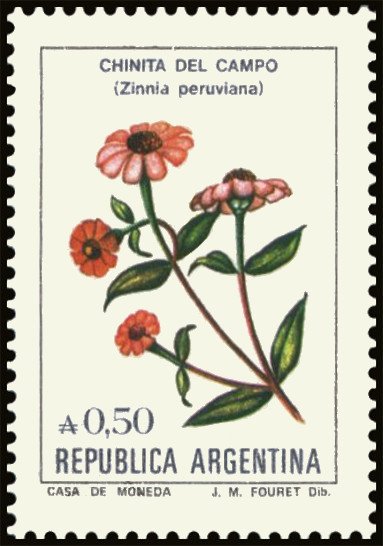 Chinita del campo (Zinnia peruviana)