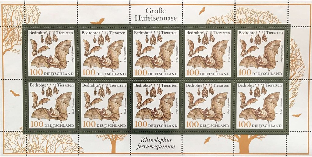 Greta Horseshoe Bat(Rhinolophus ferrumequinum)