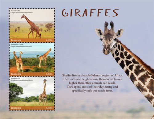 Giraffes