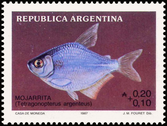Mojarrita (Tetragonopterus argenteus)
