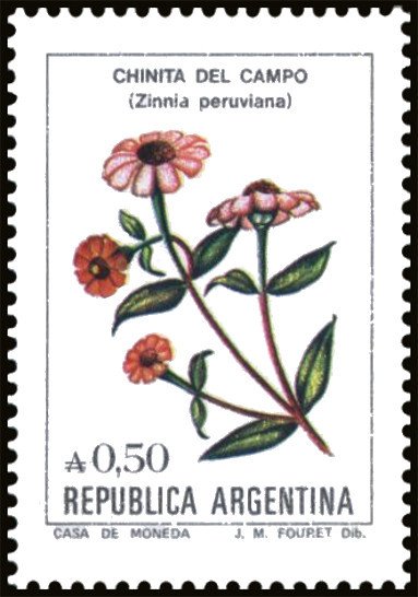 Chinita del campo (Zinnia peruviana)