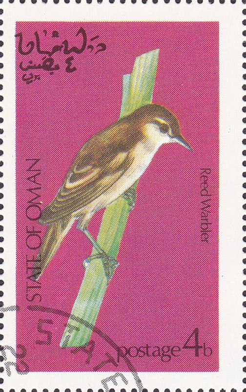 Reed Warbler