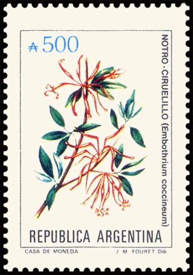 Notro-Ciruelillo (Embothrium coccineum)